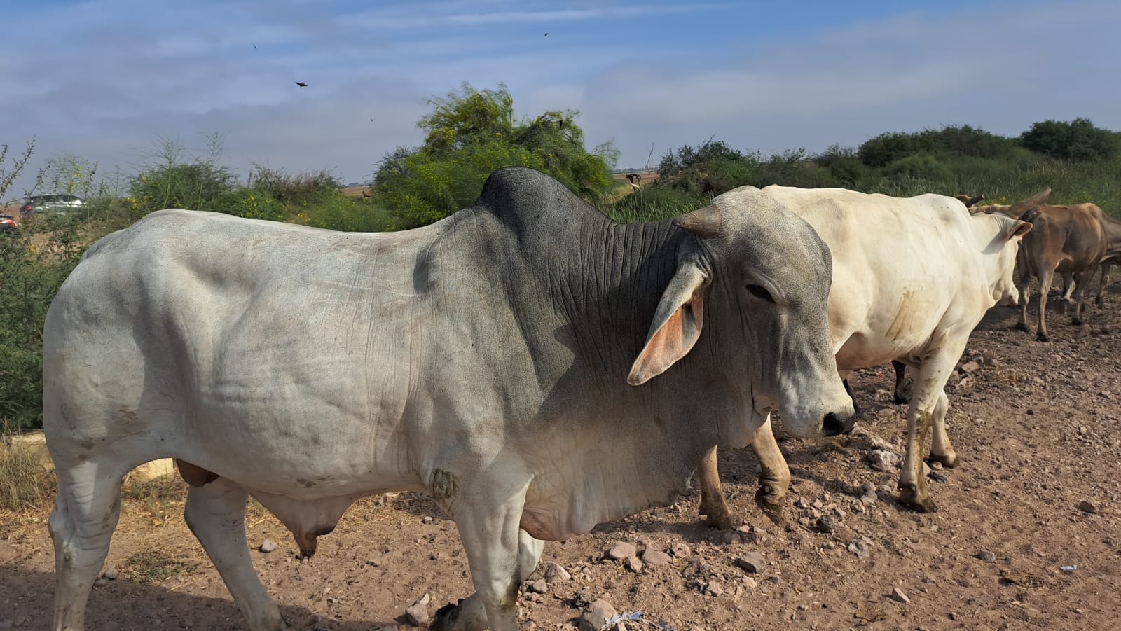 Productores de Sinaloa esperan que bloqueo de EU a la exportación de ganado en pie sea pasajero