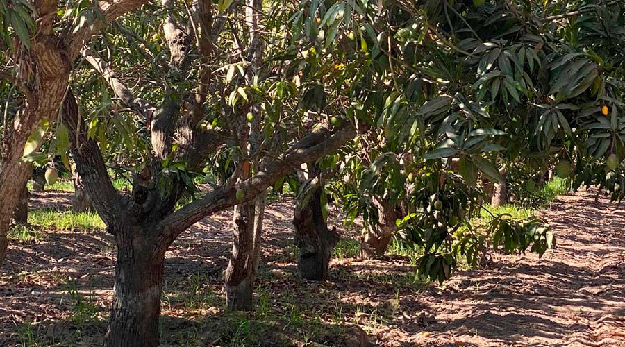 Se retrasa temporada mango ataulfo en Escuinapa_2