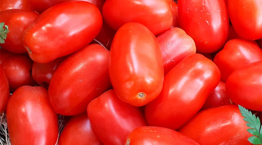 Defienden al tomate por intención estadounidense de aplicar aranceles