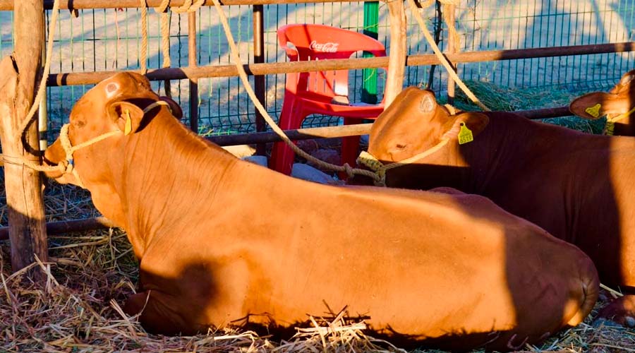 Ejemplares de ganado en Guamúchil