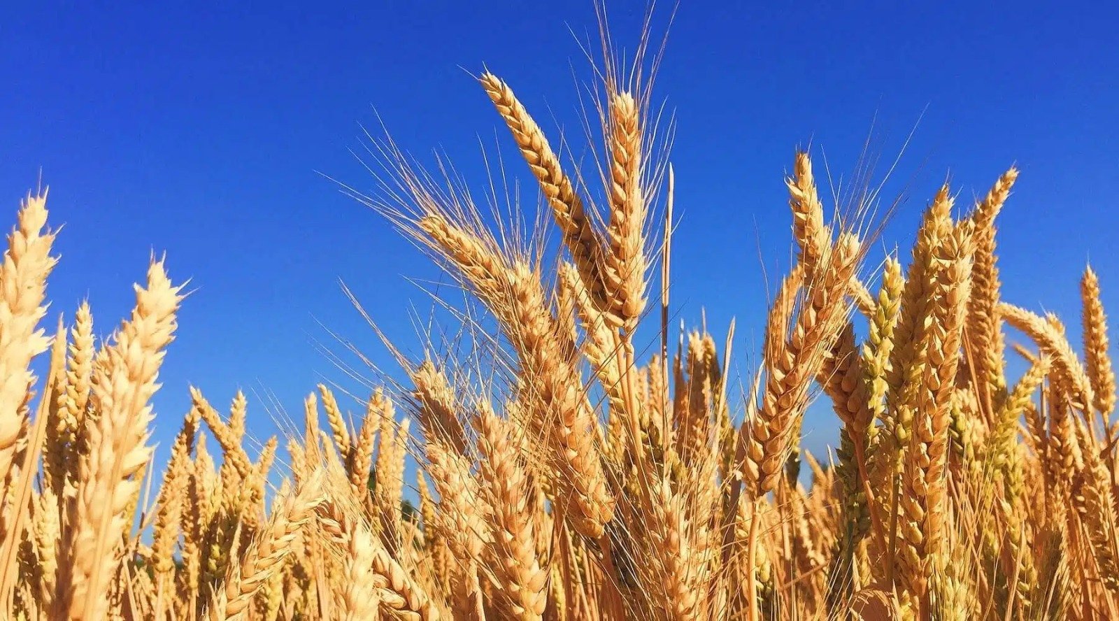 Unidad campesina pide apoyo urgente