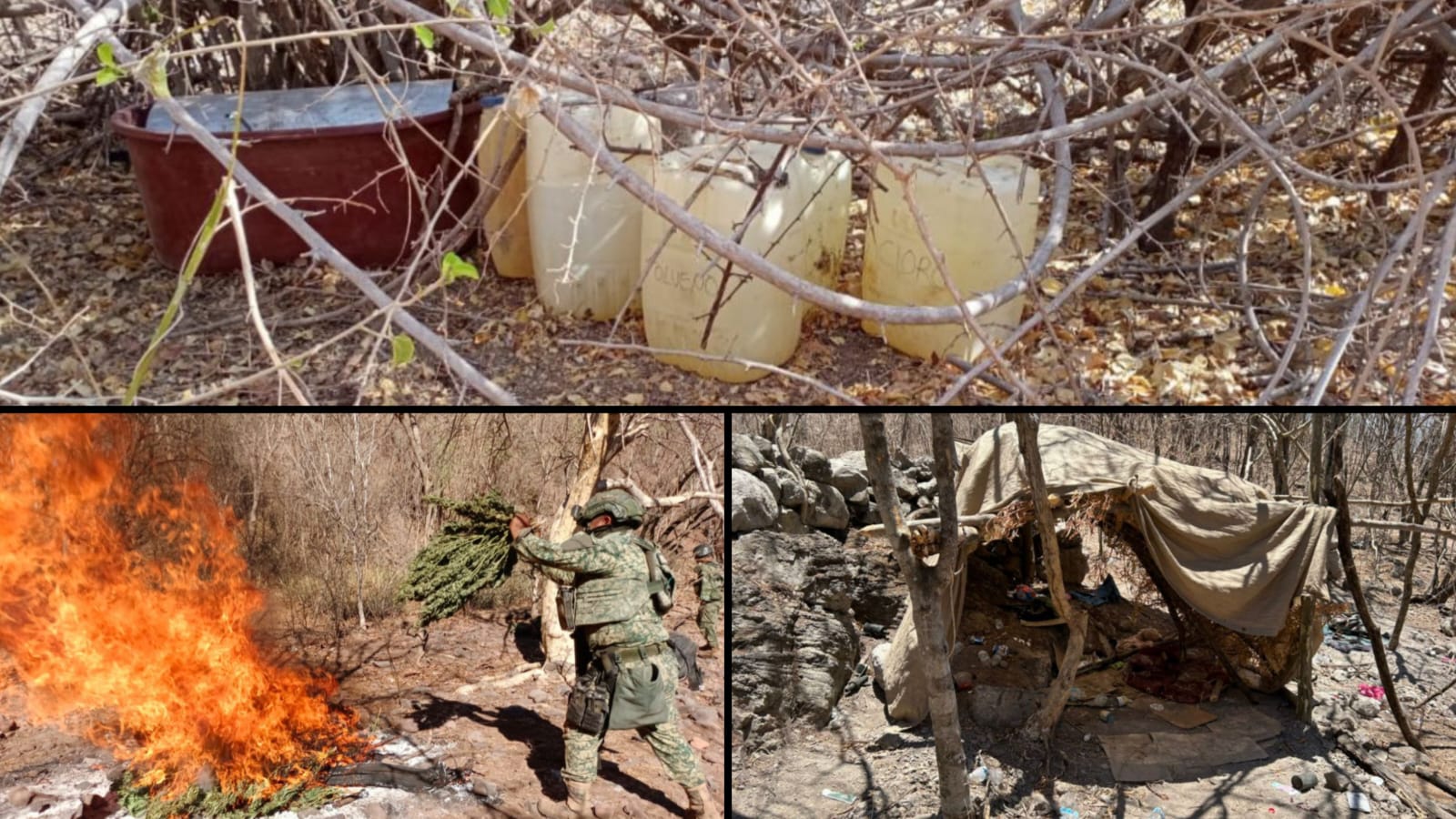 Estatales y federales aseguran campamento clandestino y destruyen secadero de mariguana en Cosalá