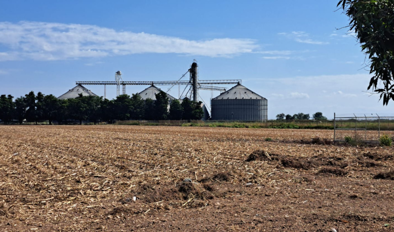 Campo agrícola de maíz