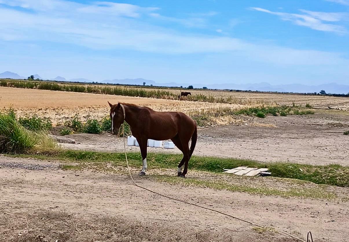 caballo en El Carrizo