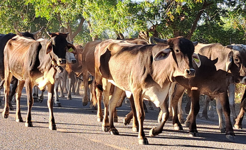 Grupo de vacas paseando tranquilamente por una carretera