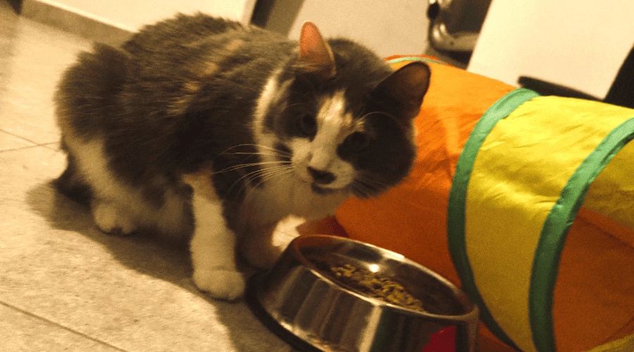 Gatito comiendo croquetas.