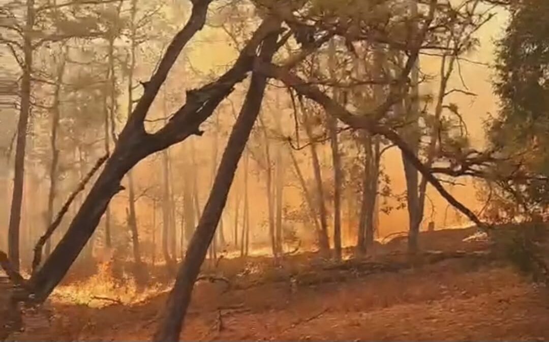 Incendio forestal.