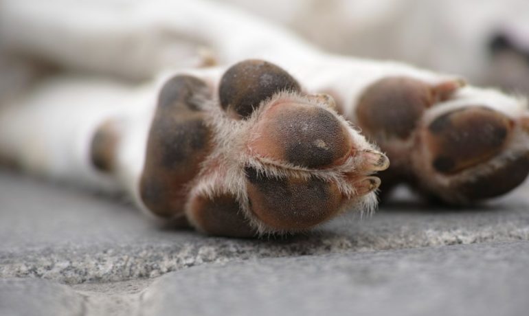 Almohadillas de perro.