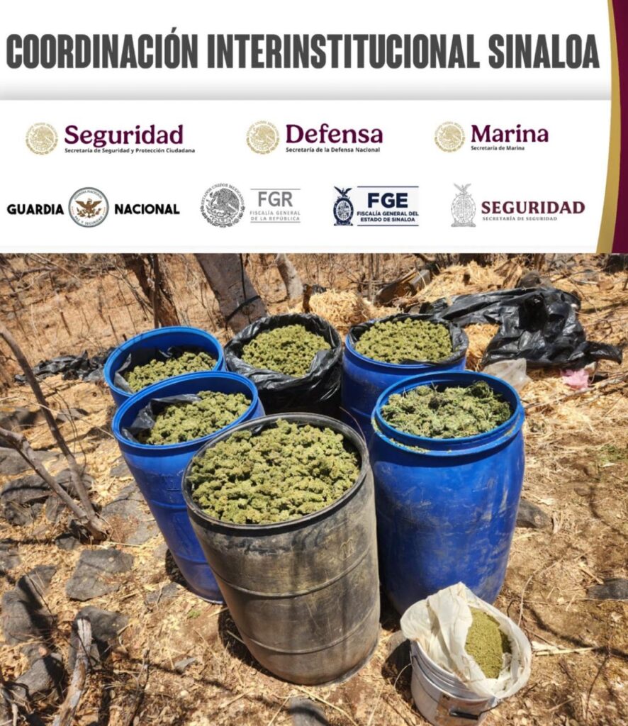 Grupo Interinstitucional asegura y destruye marihuana en diversos puntos de Mocorito