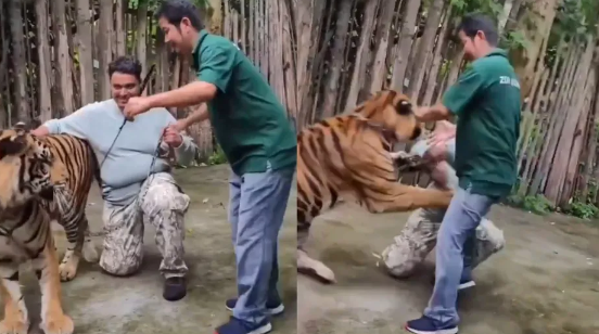 VIDEO: Captan ataque de un tigre a turista que posaba para una foto en parque de Tailandia