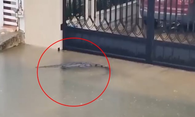 VIDEO: Captan a cocodrilo deambulando por las calles inundadas de Ciudad Madero, Tamaulipas
