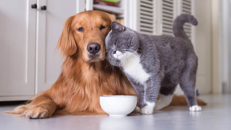 ¡Cuida a tu mascota! Estos son los peores alimentos para perros y gatos, según Profeco