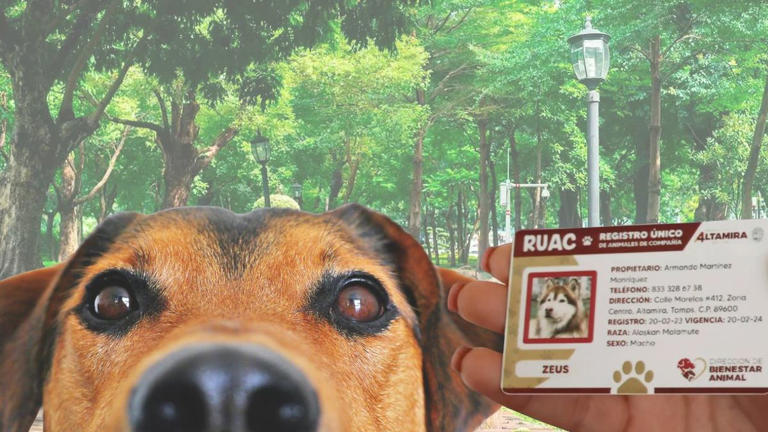 Curp para mascotas