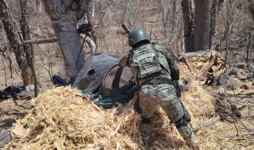 Grupo Interinstitucional asegura y destruye marihuana en diversos puntos de Mocorito