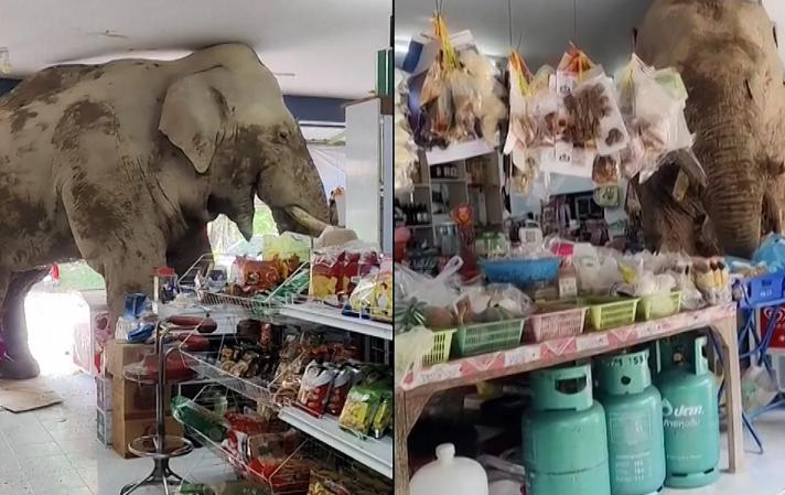 ¿Cliente habitual? Elefante irrumpe en tienda de comestibles en Tailandia: VIDEO