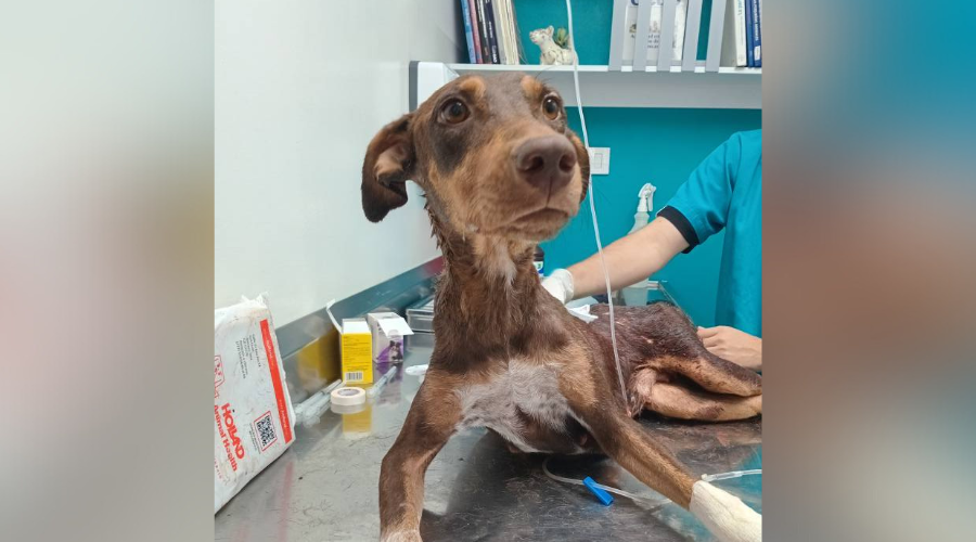 Veterinarios reportan que 