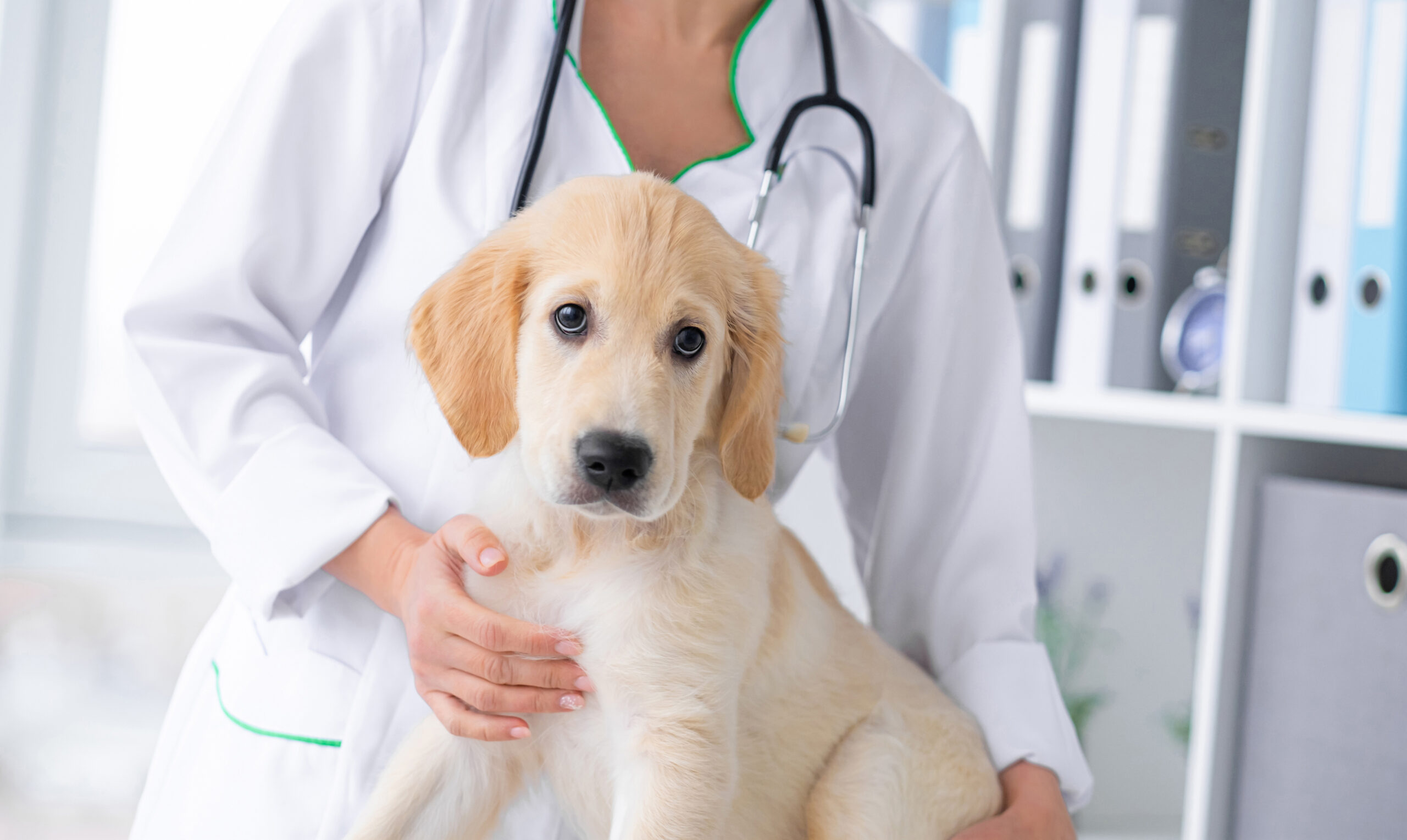 Perro con una doctora en esterilización