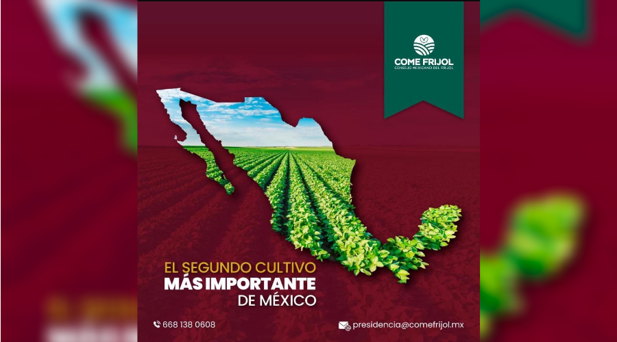 Frijol, el segundo cultivo más importante de México.