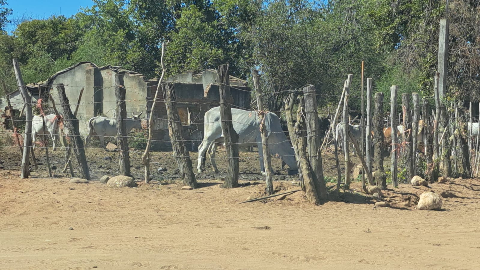 Ganaderos de Culiacán alertan por la sequía; temen pérdida de ganado