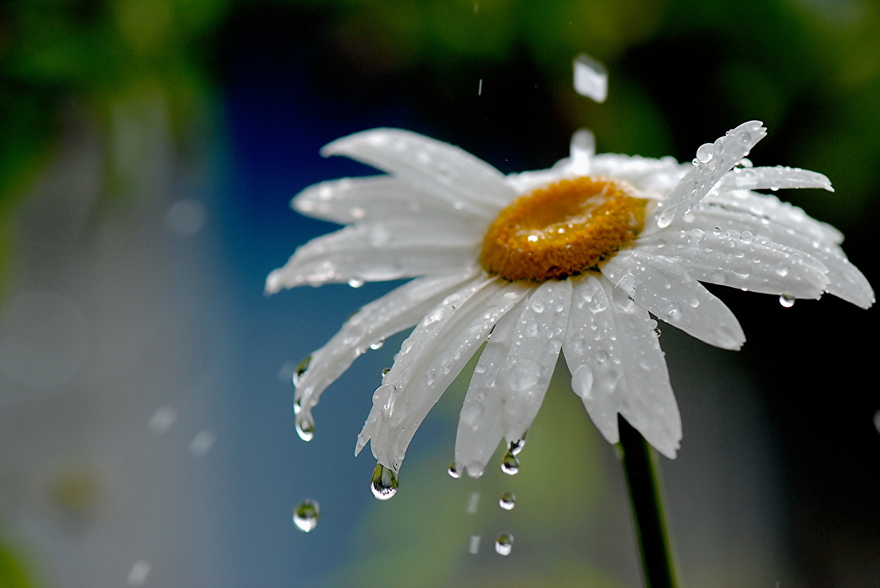 Gotas de lluvia mojando los pétalos de una flor.