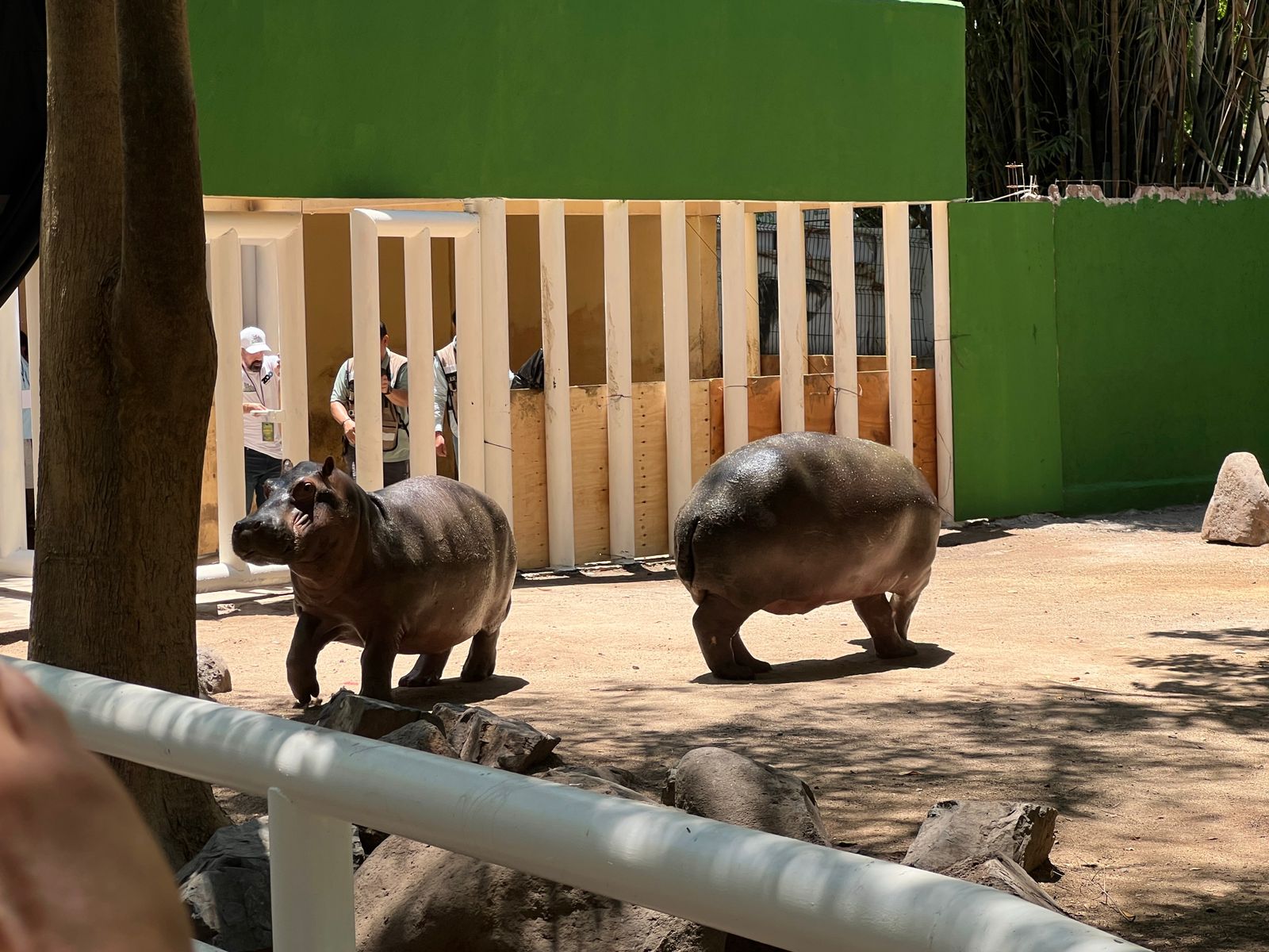 Pareja de bebés hipopótamos en el Zoológico de Culiacán.