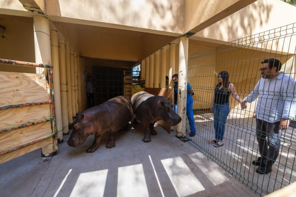 Pareja de hipopótamos en el zoológico de Culiacán.