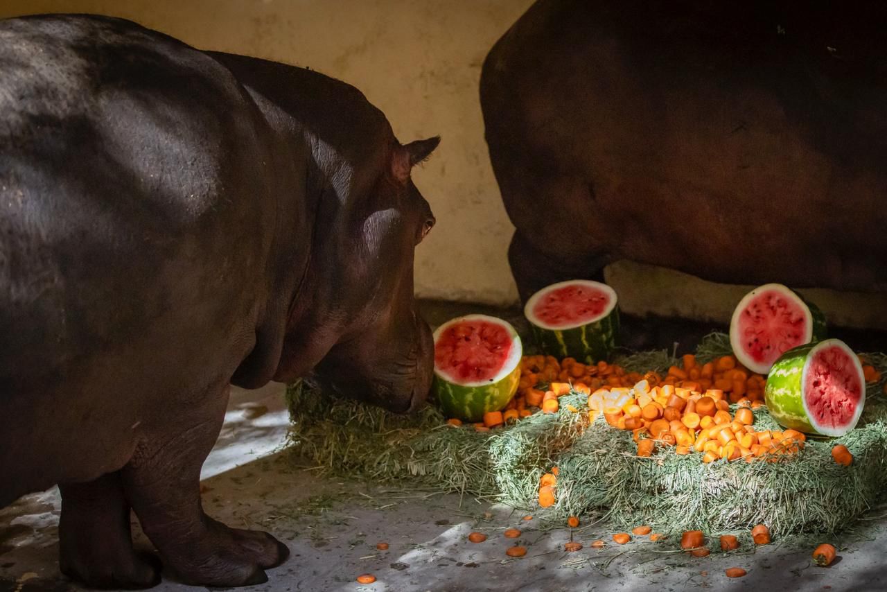 Pareja de hipopótamos alimentándose en el zoológico de Culiacán.