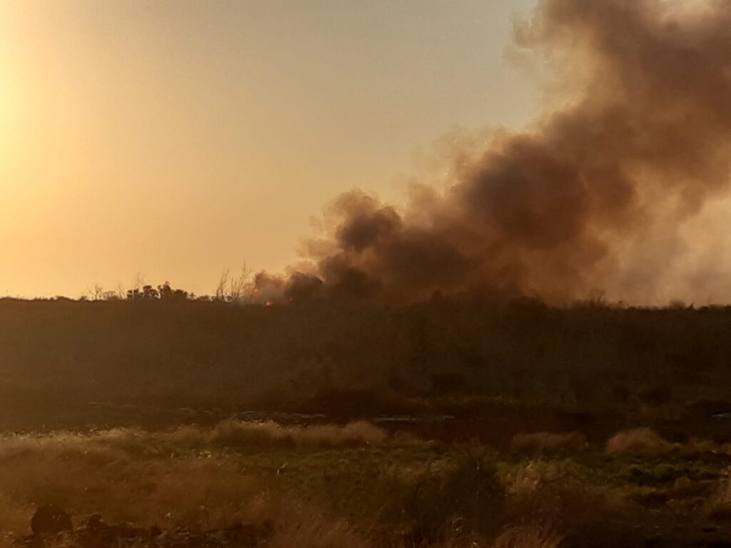 Se incendia reserva ecológica en Angostura; temen que las llamas arrasen con los tulares