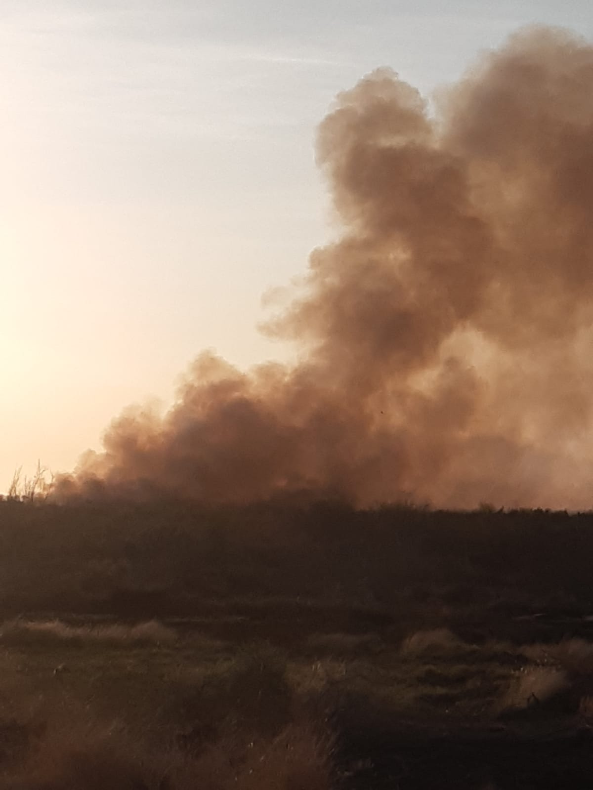 Se incendia reserva ecológica en Angostura; temen que las llamas arrasen con los tulares