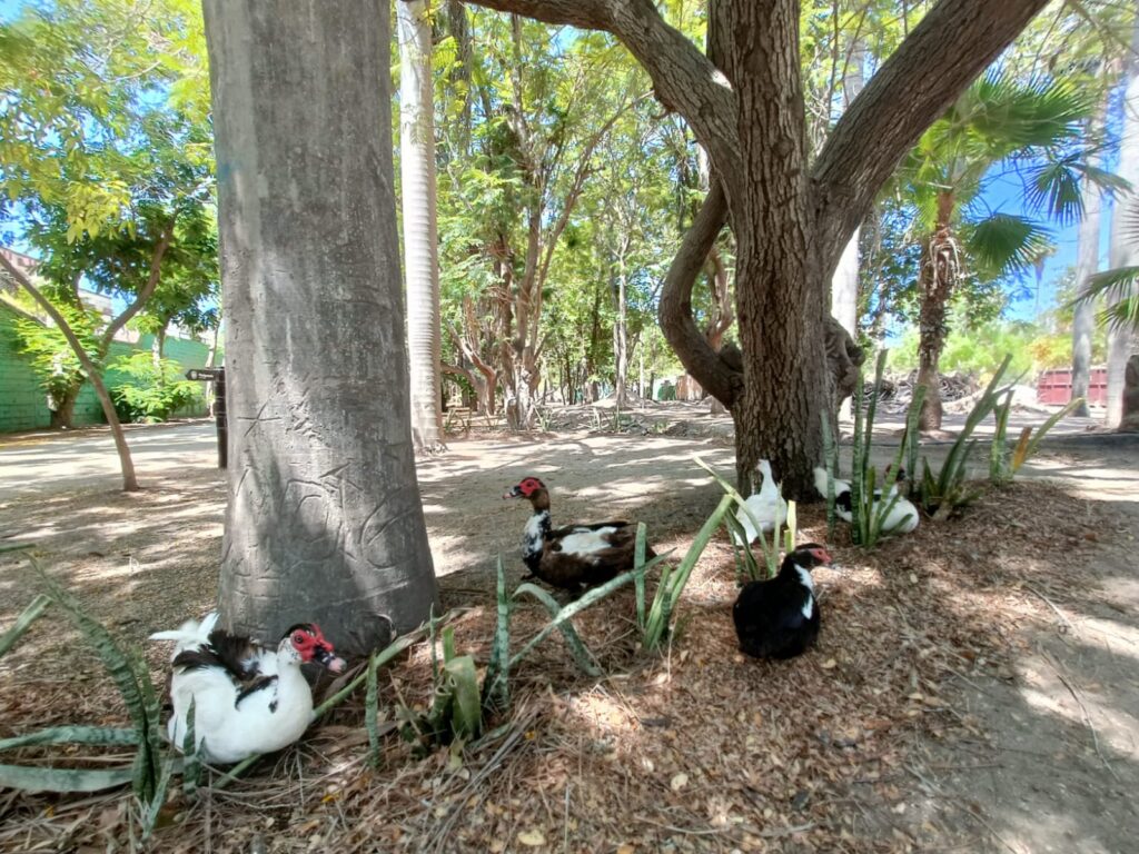 Utiliza pipas de agua para el manejo hídrico