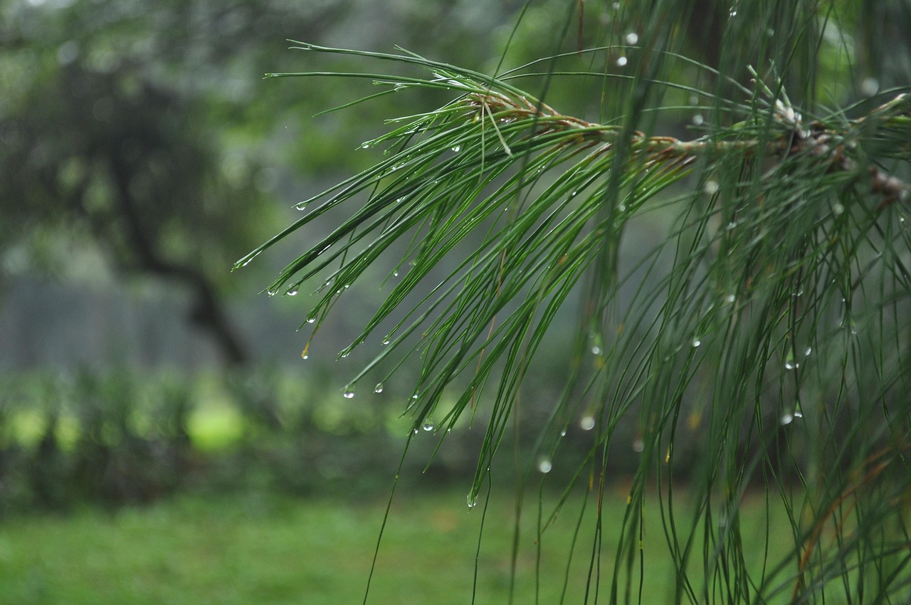 Gotas de lluvia en las hojas de una planta.