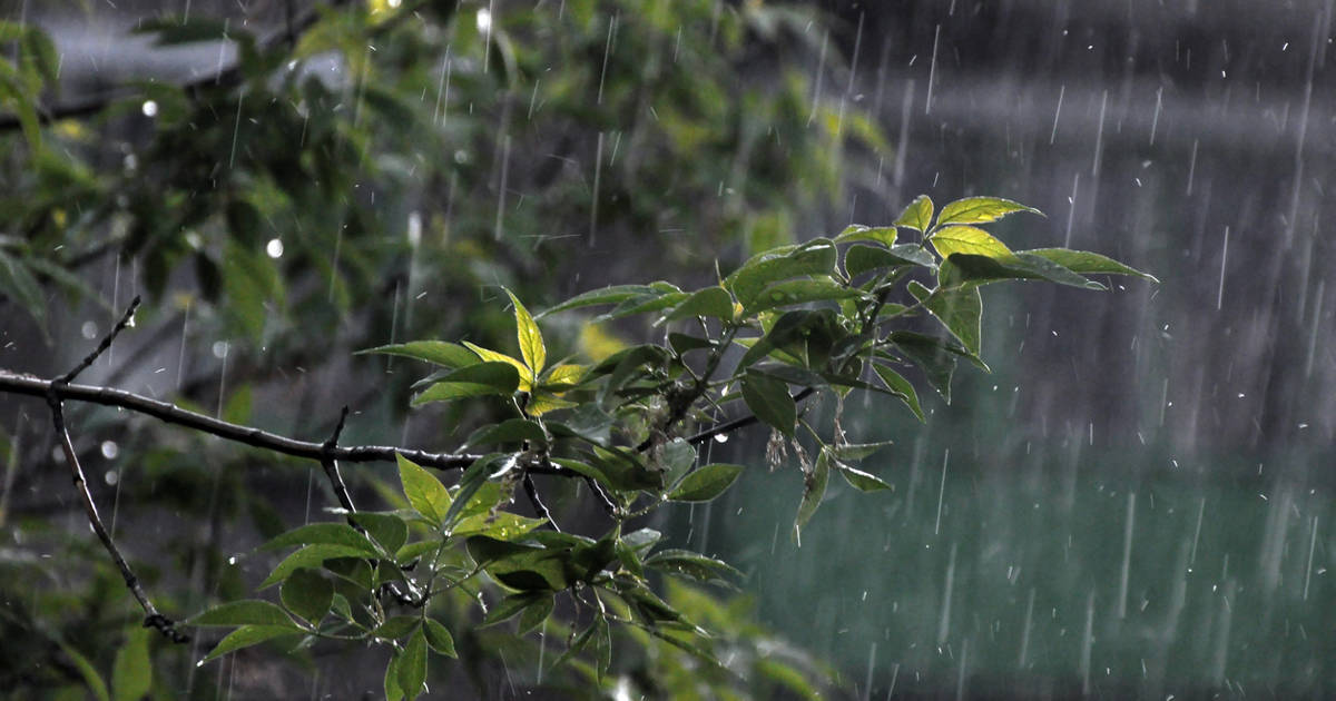 Lluvia intensa cayendo sobre una planta.