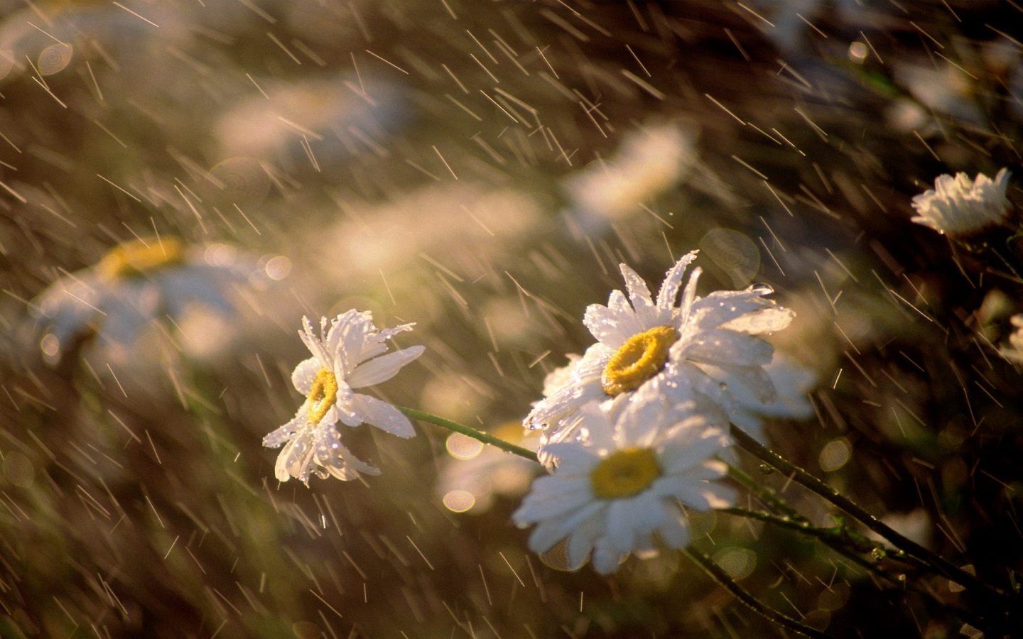 Lluvia cayendo sobre unas flores.