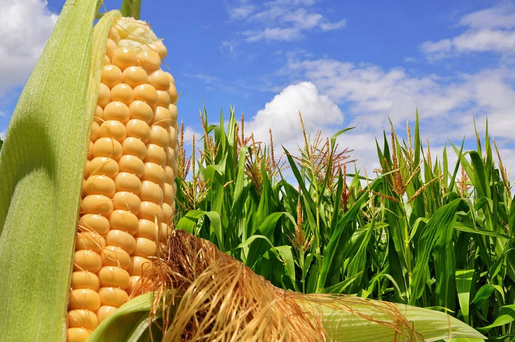 Saturación de maíz transgénico frena el precio del grano sinaloense