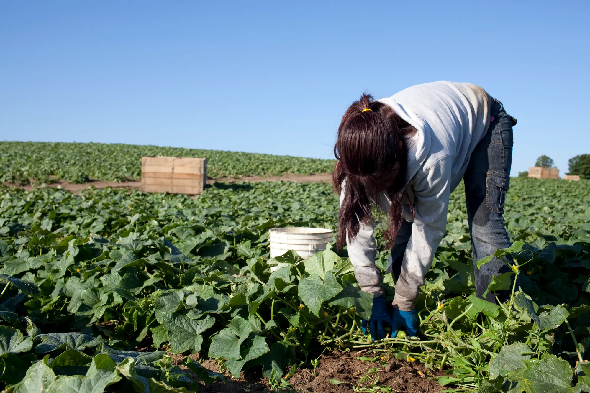 Niña en el campo.