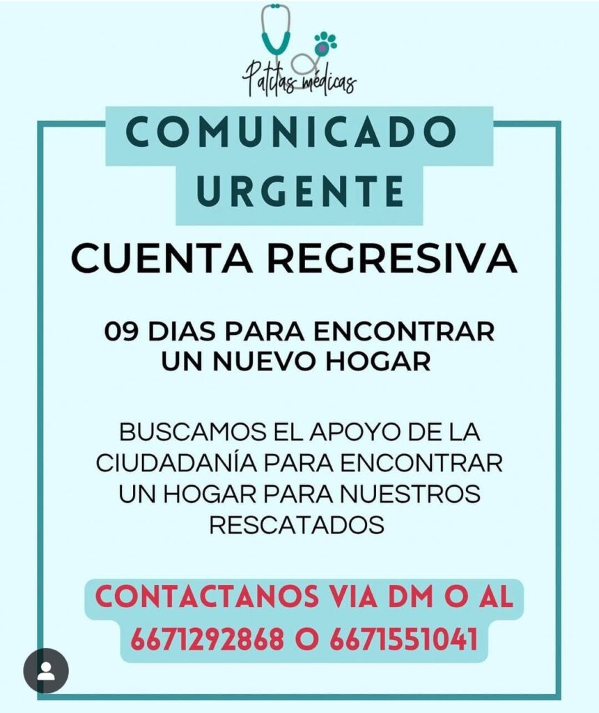 80 perros y gatos ocupan hogar