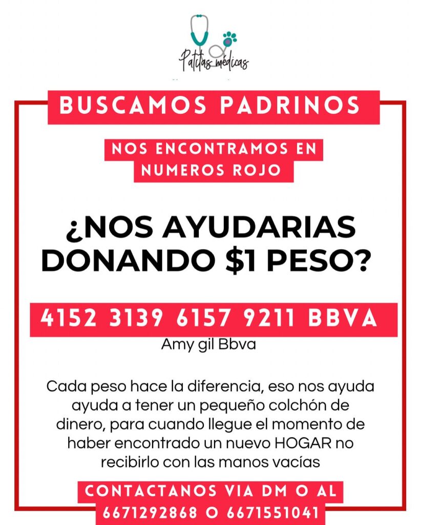 80 perros y gatos ocupan hogar