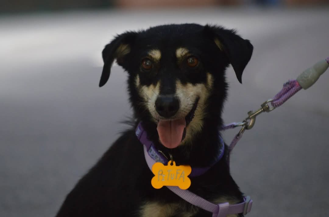 ¡Buscan hogar responsable!