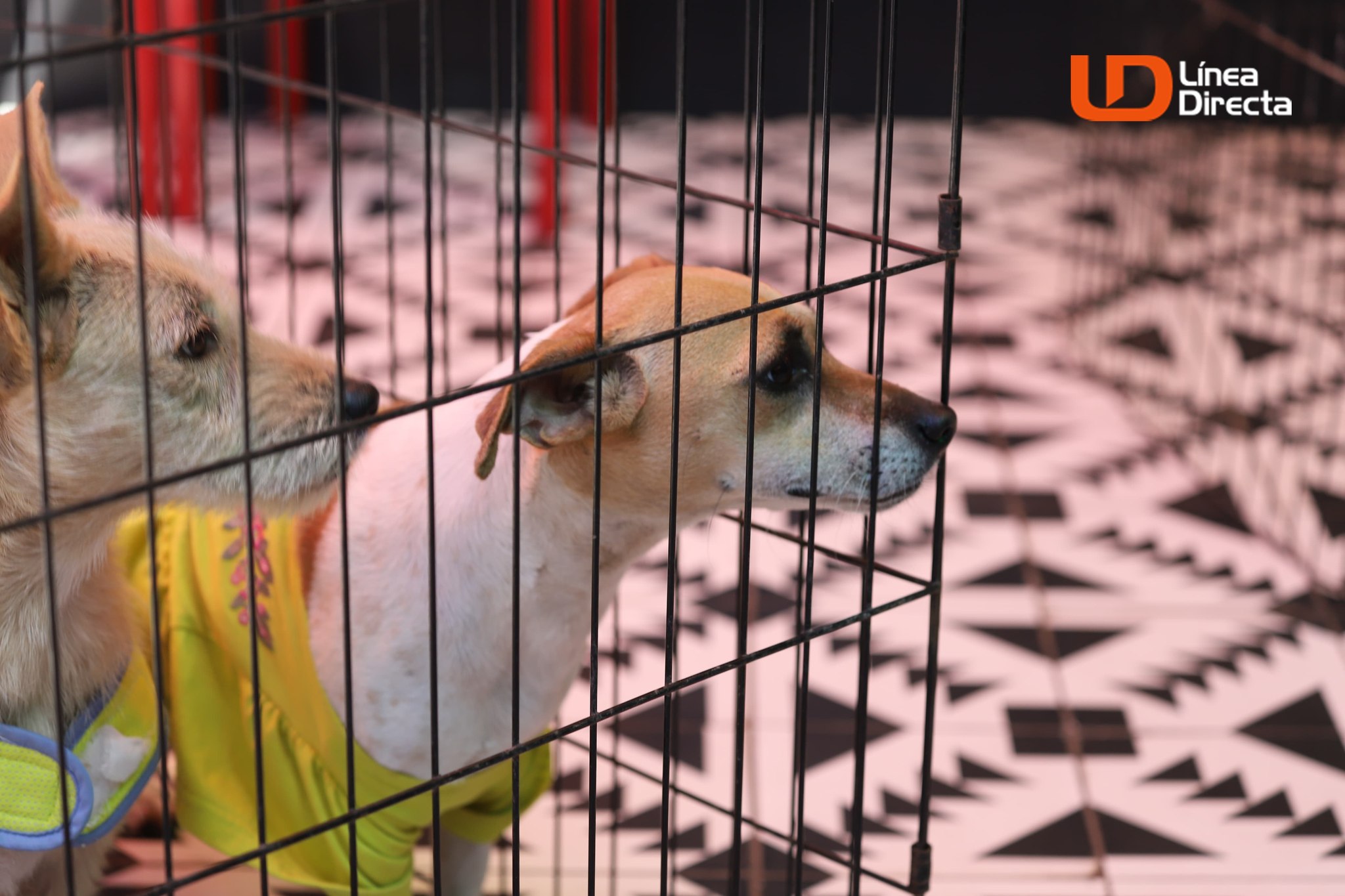 80 perros y gatos ocupan hogar