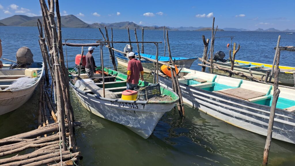 Pescadores de Guasave enfrentan crisis por escasez de especies y mercados adversos