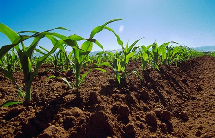 Siembra en un campo agrícola.