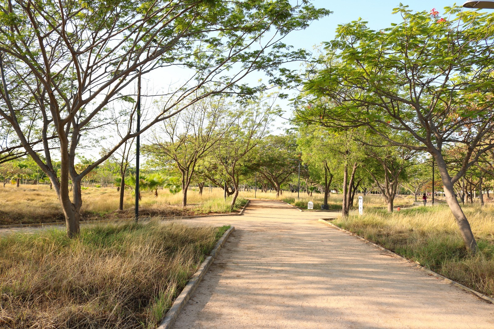 Sequía en Sinaloa amenaza biodiversidad, agricultura y ganadería