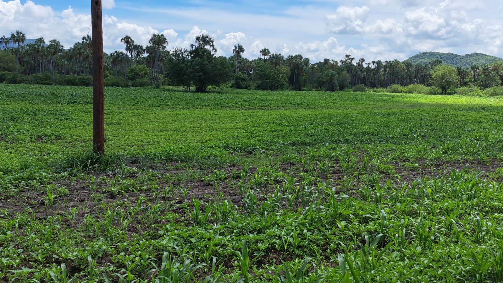Cultivo sorgo gavatero