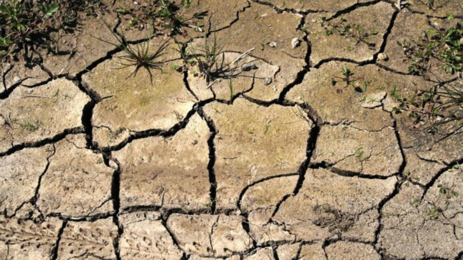 Terrenos áridos de Sinaloa ya recibieron lluvias