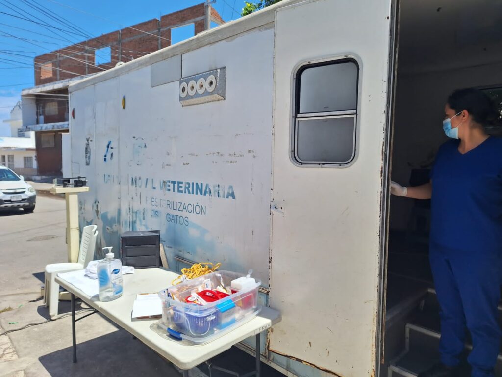 Tras rescatarlos Gobierno de Mazatlán suma jornada de esterilización a perros que sufrían maltrato