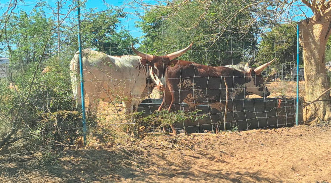Ganado en Culiacán.
