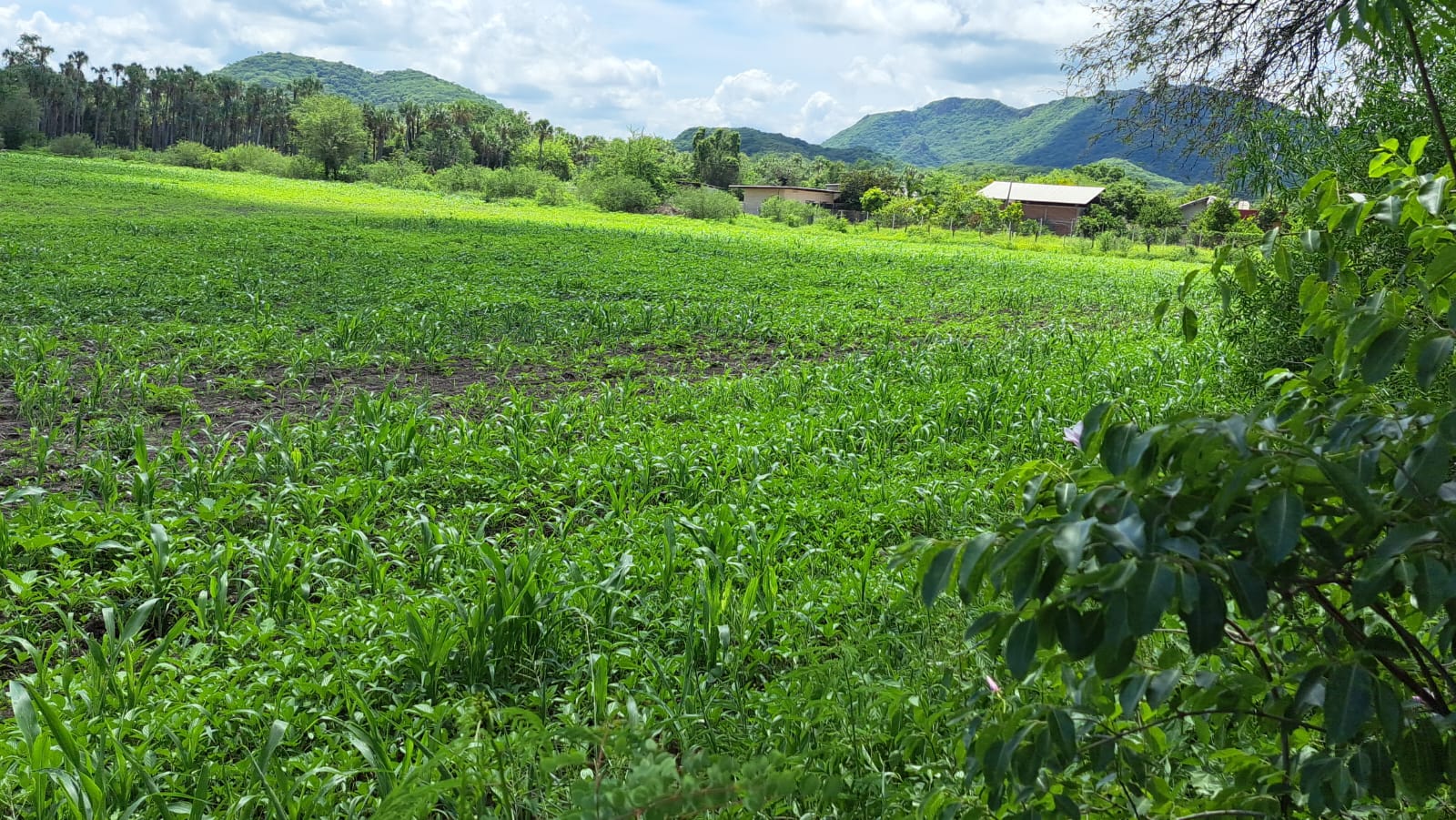 Campo de cultivo.