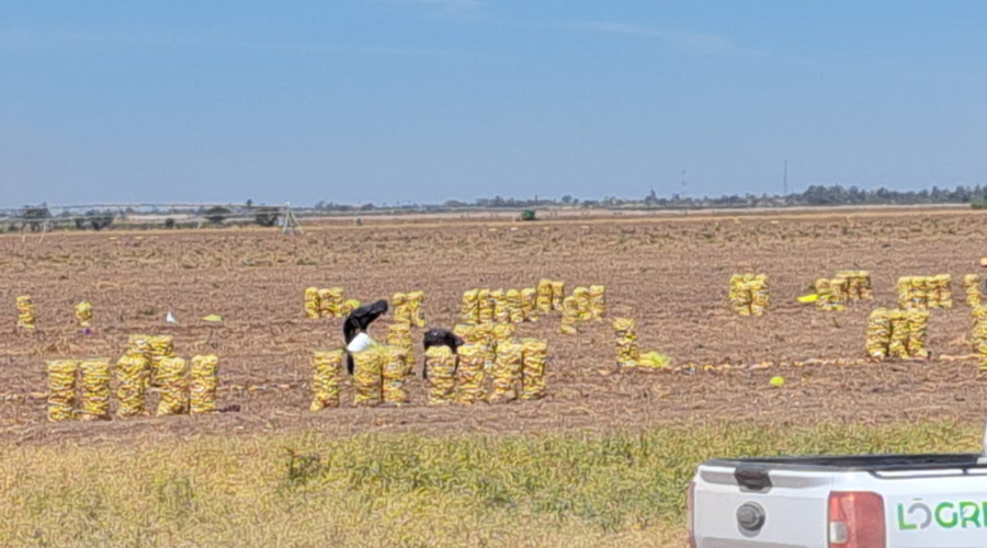 Campo de cultivo en Sinaloa