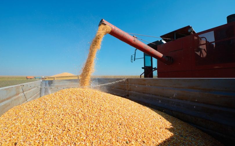 Importación del maíz.