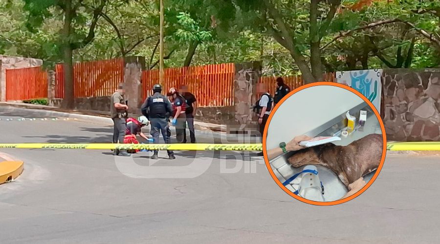 Perrita herida de bala